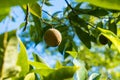 Nutmeg fruit growing Royalty Free Stock Photo