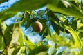 Nutmeg fruit growing Royalty Free Stock Photo