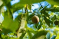 Nutmeg fruit growing Royalty Free Stock Photo