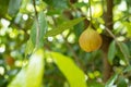 Nutmeg fruit growing Royalty Free Stock Photo