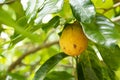 Nutmeg fruit growing Royalty Free Stock Photo