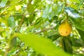 Nutmeg fruit growing Royalty Free Stock Photo