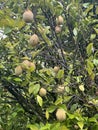 A Nutmeg Fruit in Hawaii Royalty Free Stock Photo
