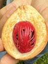 A Nutmeg Fruit in Hawaii Royalty Free Stock Photo