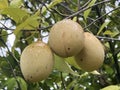 A Nutmeg Fruit in Hawaii Royalty Free Stock Photo