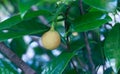 Nutmeg fruit in Indonesia Royalty Free Stock Photo