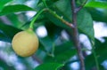 Nutmeg fruit in Indonesia Royalty Free Stock Photo