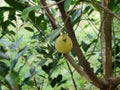 A nutmeg fruit inthe nutmeg tree Royalty Free Stock Photo