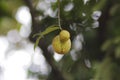 Nutmeg fruit (Myristica fragrans) growing on trees in the backyard Royalty Free Stock Photo