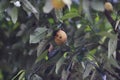 Nutmeg fruit (Myristica fragrans) growing on trees in the backyard Royalty Free Stock Photo