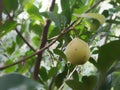 A nutmeg fruit in the nutmeg tree