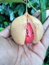 Nutmeg fruit