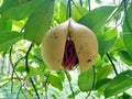 Nutmeg fruit Royalty Free Stock Photo