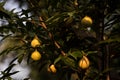 Nutmeg Fruit and tree