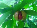 Nutmeg fruits in tree