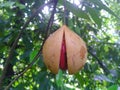 Nutmeg fruits in the tree and ready to fall Royalty Free Stock Photo