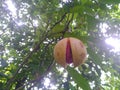 Nutmeg fruits in the tree and ready to fall Royalty Free Stock Photo