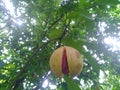 Nutmeg fruits in the tree and ready to fall Royalty Free Stock Photo