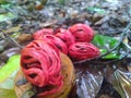 Nutmeg fruits in the tree and ready to fall Royalty Free Stock Photo