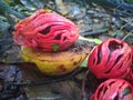 Nutmeg fruits in the tree and ready to fall Royalty Free Stock Photo