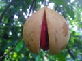Nutmeg fruits in the tree and ready to fall Royalty Free Stock Photo