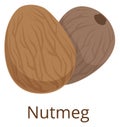 Nutmeg icon. Cartoon spice raw seed symbol