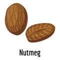 Nutmeg icon, cartoon style