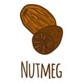 Nutmeg icon, hand drawn style