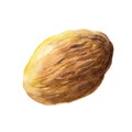 The nutmeg isolated on white background. Watercolor illustration