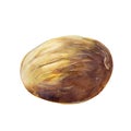 The nutmeg isolated on white background. Watercolor illustration