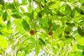 Nutmeg or muscat nuts growth tree in Sri Lankas garden Royalty Free Stock Photo
