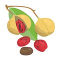 Nutmeg Pala Fruit Vector