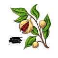 Nutmeg plant branch vector drawing. Botanical illustration. Vintage hand drawn spice sketch.