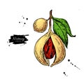 Nutmeg plant branch vector drawing. Botanical illustration. Vintage hand drawn spice sketch.