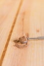 Nutmeg powder in measuring spoon close up with wooden neutral background Royalty Free Stock Photo