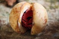 Nutmeg raw at the island of Grenada