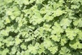 Nutmeg scented geranium herb growing in a garden