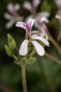 Nutmeg-Scented Geranium