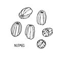 Nutmeg sketch set. Hand drawn vector spices. Culinary plant. Doodle Outline illustration for cafe, spice shop, menu