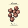 Nutmeg Illustration, Ingredients For Cooking Some Food, Sketch & Vector Style