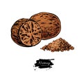 Nutmeg spice vector drawing. Ground seasoning nut sketch. Herbal ingredient, culinary and cooking flavor.