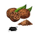 Nutmeg spice vector drawing. Ground seasoning nut sketch. Herbal ingredient, culinary and cooking flavor.