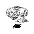 Nutmeg spice vector drawing. Ground seasoning nut sketch. Herbal ingredient, culinary and cooking flavor.