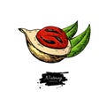 Nutmeg spice vector drawing. Mace fruit seasoning nut sketch. Herbal ingredient, culinary