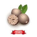 Nutmeg spice vector illustration