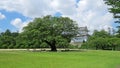 Nutmeg tree of Nagoya castle in Japan Royalty Free Stock Photo