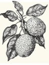 Black and white hand drawn illustration of a branch of a nutmeg tree with two fruits. Royalty Free Stock Photo