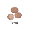 Nutmeg vector illustration in flat design isolated on white background.