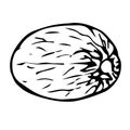 Nutmeg vector illustration, hand drawing sketch