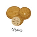 Nutmeg vector illustration isolated on white background.